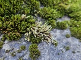 A photograph of the species Hedwigia ciliata, not of this specimen