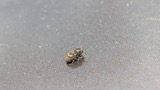 A photograph of the species Hylesinus aculeatus, not of this specimen