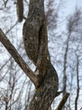 A photograph of the species Celastrus scandens, not of this specimen