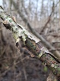 A photograph of the species Populus L., not of this specimen