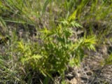 A photograph of the species Aureolaria pedicularia, not of this specimen