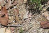 A photograph of the species Spharagemon bolli, not of this specimen