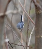 A photograph of the species Polioptila caerulea, not of this specimen