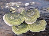 A photograph of the species Polyporus luridus, not of this specimen