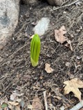 A photograph of the species Veratrum viride, not of this specimen