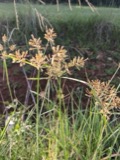 A photograph of the species Cyperus esculentus, not of this specimen