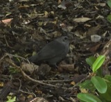 A photograph of the species Dumetella carolinensis, not of this specimen