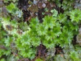 A photograph of the species Rhodobryum ontariense, not of this specimen