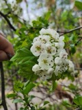 A photograph of the species Crataegus coccinea, not of this specimen