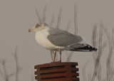 A photograph of the species Larus argentatus, not of this specimen