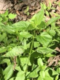 A photograph of the species Scutellaria lateriflora, not of this specimen