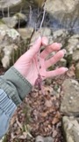 A photograph of the species Alnus serrulata, not of this specimen