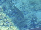 A photograph of the species Minytrema melanops, not of this specimen