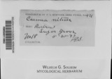 A photograph of the species Caeoma nitens, not of this specimen