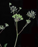 A photograph of the species Aralia hispida, not of this specimen
