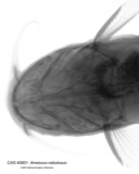 A photograph of the species Ictalurus nebulosus, not of this specimen