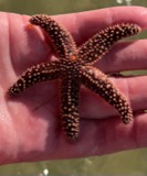 A photograph of the species Asterias forbesi, not of this specimen