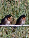 A photograph of the species Hirundo Linnaeus, not of this specimen
