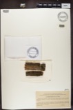 A photograph of the species Bacidia luteola, not of this specimen
