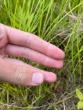 A photograph of the species Muhlenbergia uniflora, not of this specimen