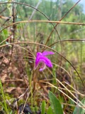 A photograph of the species Arethusa bulbosa, not of this specimen