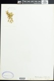 A photograph of the species Ectocarpus littoralis, not of this specimen