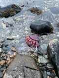 A photograph of the species Periphylla periphylla, not of this specimen