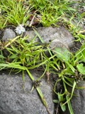A photograph of the species Cyperus fuscus, not of this specimen