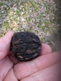 A photograph of the species Juglans nigra, not of this specimen