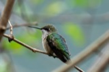 A photograph of the species Archilochus colubris, not of this specimen