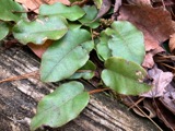 A photograph of the species Epigaea repens, not of this specimen
