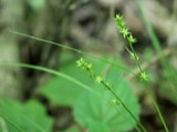 A photograph of the species Carex rosea, not of this specimen
