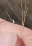 A photograph of the species Panicum capillare, not of this specimen