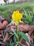 A photograph of the species Ranunculus bulbosus, not of this specimen