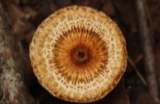 A photograph of the species Crinipellis zonata, not of this specimen