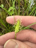 A photograph of the species Carex bullata, not of this specimen