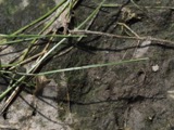 A photograph of the species Eleocharis robbinsii, not of this specimen