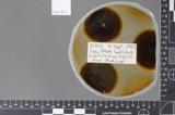 A photograph of the species Colletotrichum trifolii, not of this specimen