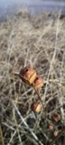 A photograph of the species Ludwigia alternifolia, not of this specimen