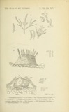 A photograph of the species Dothiorella Sacc., not of this specimen
