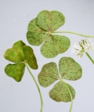 A photograph of the species Uromyces trifolii, not of this specimen