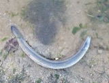 A photograph of the species Anguilla rostrata, not of this specimen
