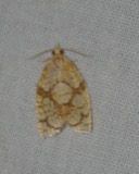 A photograph of the species Adoxophyes furcatana, not of this specimen