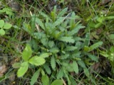 A photograph of the species Pedicularis lanceolata, not of this specimen
