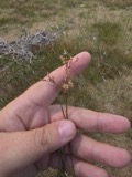 A photograph of the species Juncus pelocarpus, not of this specimen