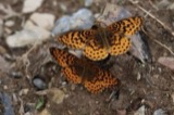 A photograph of the species Boloria bellona, not of this specimen