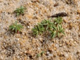 A photograph of the species Euphorbia polygonifolia, not of this specimen