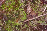 A photograph of the species Asterella tenella, not of this specimen