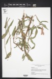 A photograph of the species Polygonum pensylvanicum, not of this specimen