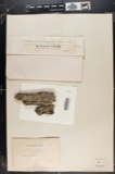 A photograph of the species Parmelia elegans, not of this specimen